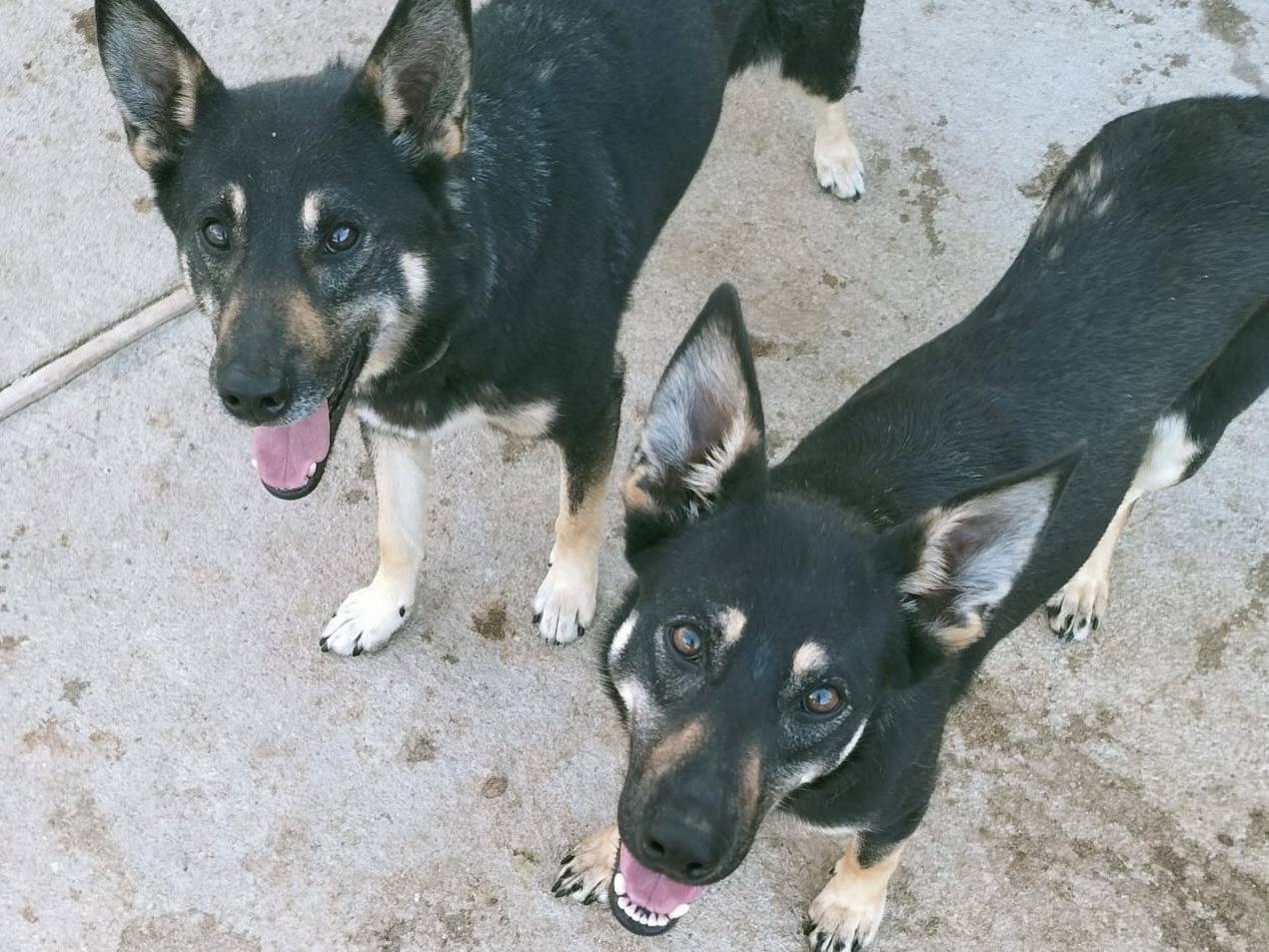 Adozione cane, maschio, Razza sconosciuta Razza sconosciuta, 1 anno e 11 mesi , taglia media, Bologna