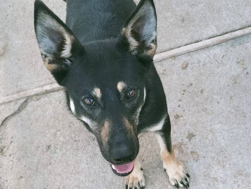 Adotta un cane, maschio, 1 anno e 11 mesi , Bologna
