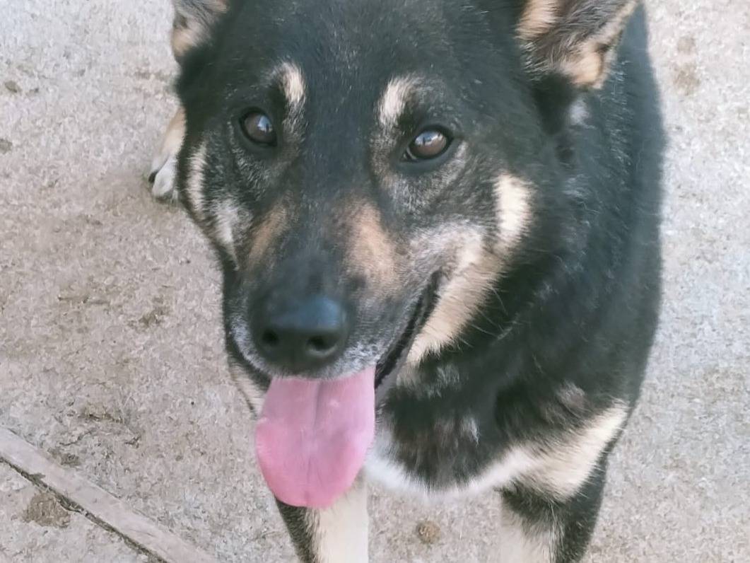 Adotta un cane, taglia media, maschio, Bologna