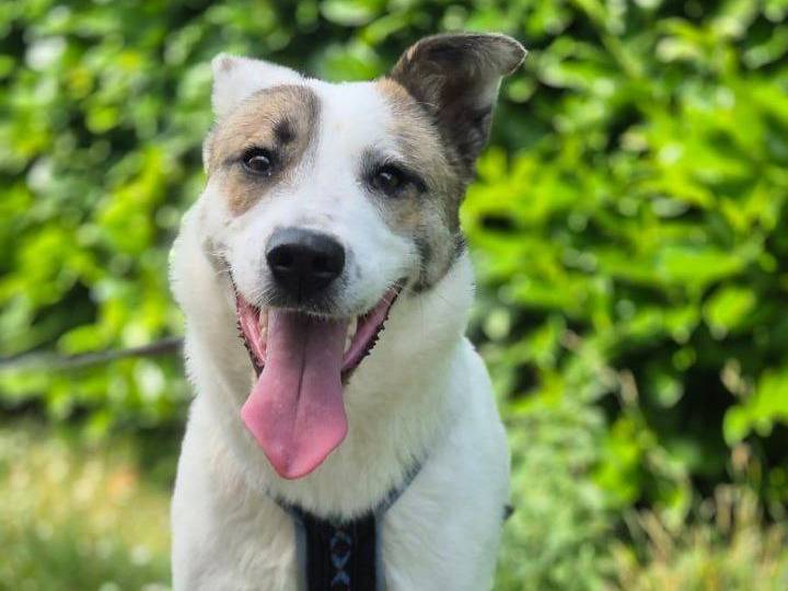 Adozione cane, femmina, Razza sconosciuta Razza sconosciuta, 2 anni e 6 mesi, taglia media, Bergamo