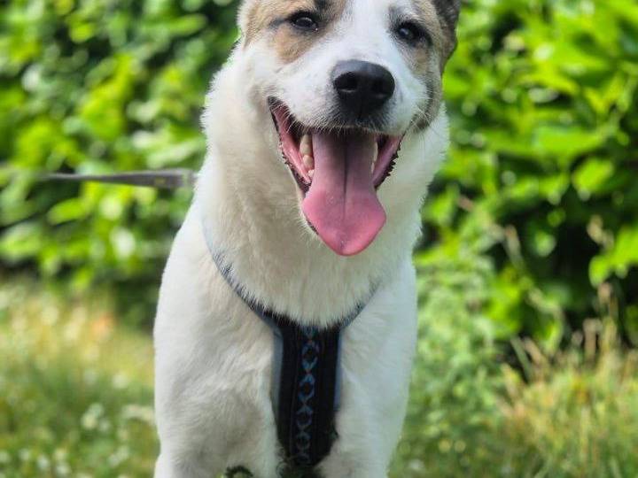 Adotta un cane, femmina, 2 anni e 6 mesi, Bergamo