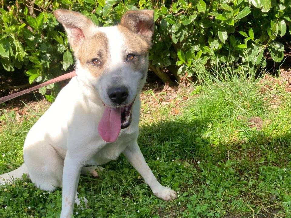 Adotta un cane, taglia media, femmina, Bergamo