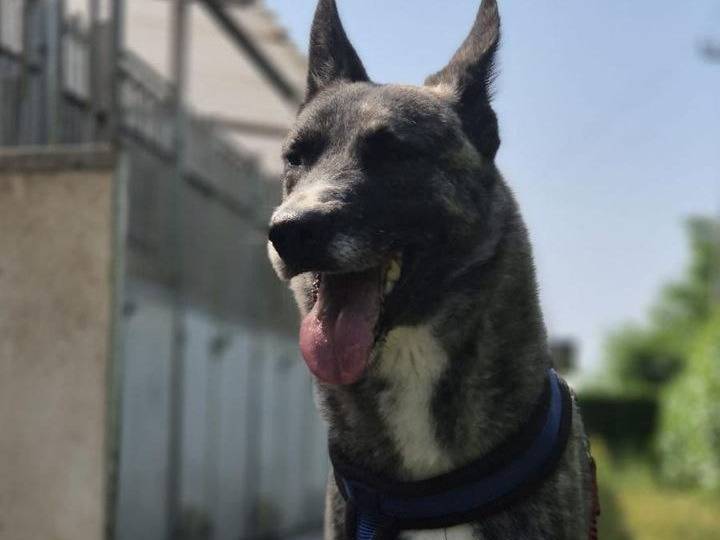 Adotta un cane, taglia media, maschio, Bergamo