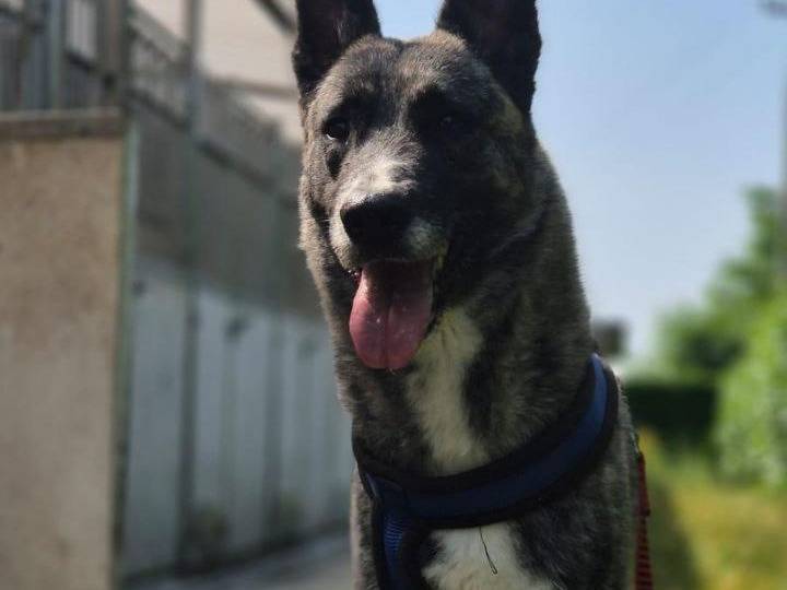 Vuoi adottare un cane a Bergamo?