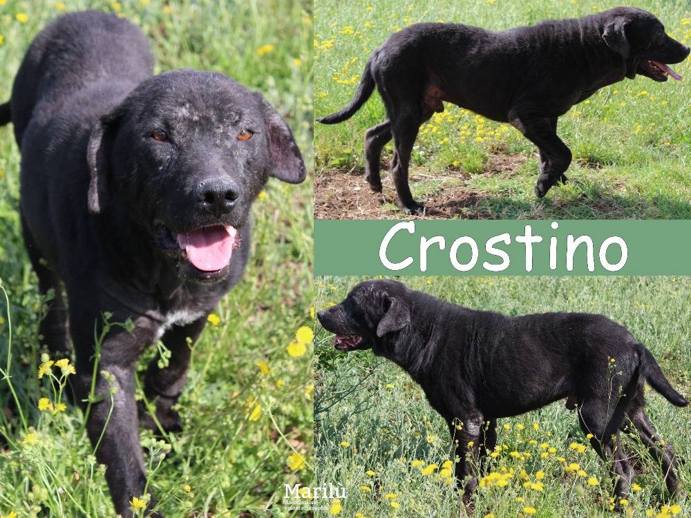 Adozione cane, maschio, Razza sconosciuta Razza sconosciuta, 2 anni  e 2 mesi , taglia media, Roma
