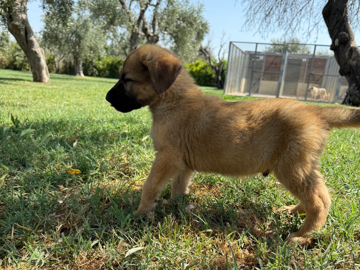 Adotta un cane, maschio, 2 mesi, Matera