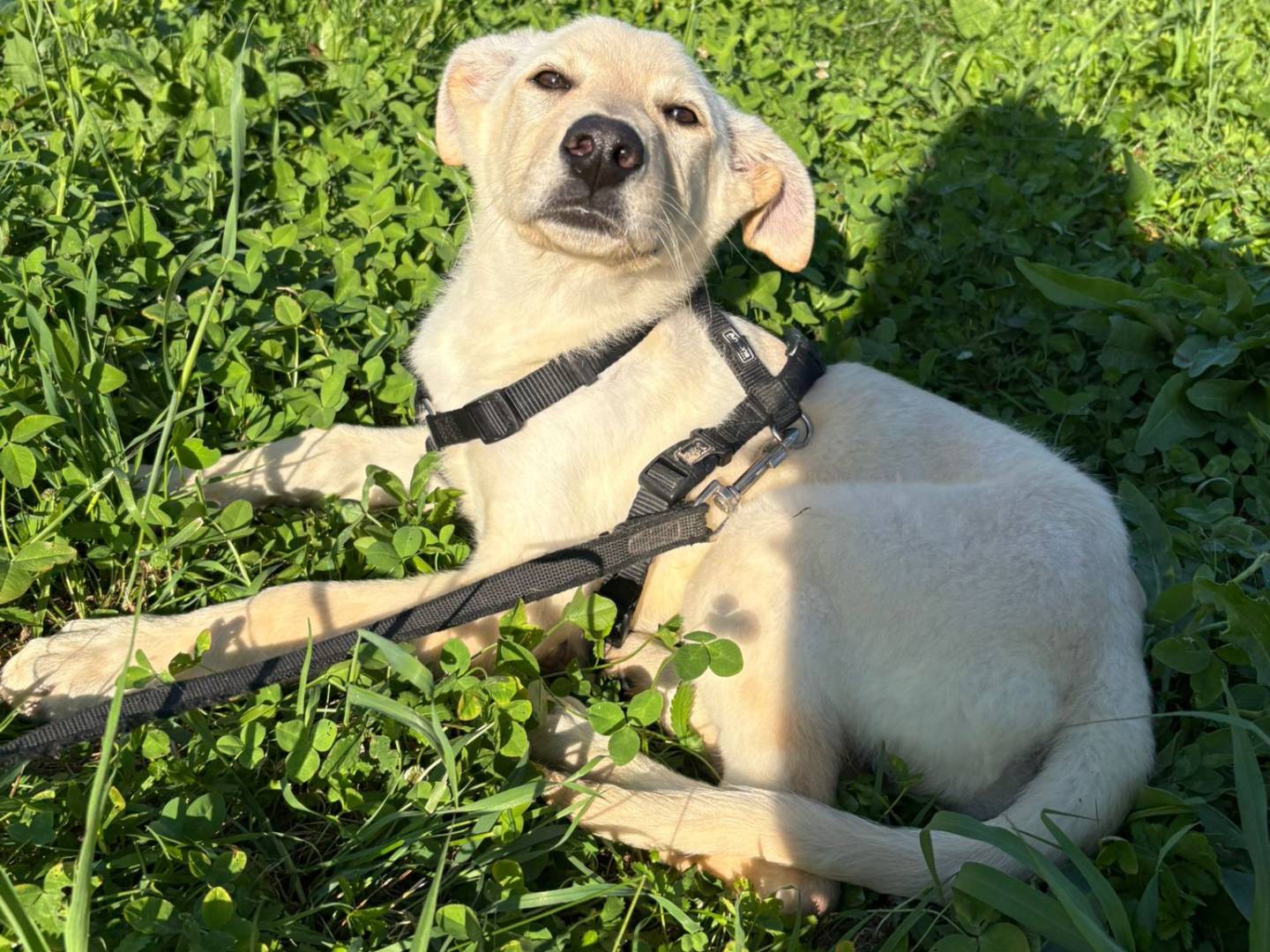 Adotta un cane, femmina, 3 mesi, Padova