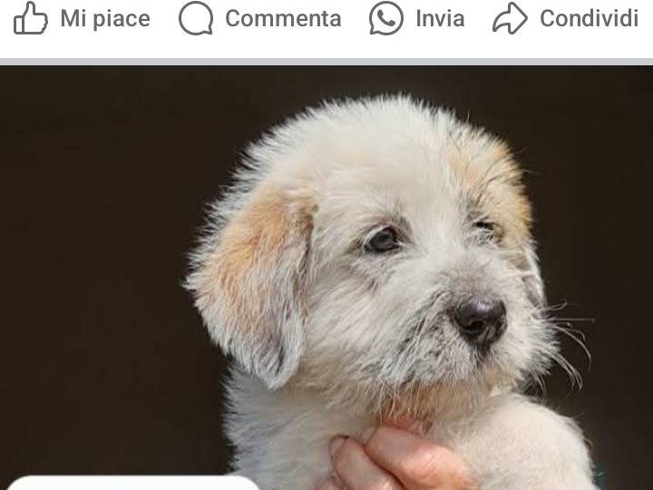 Foto 1 dell'animale