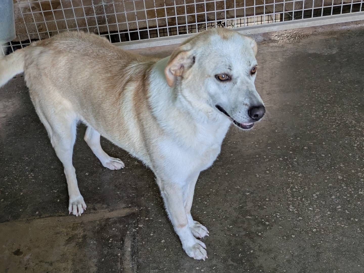 Adotta un cane, taglia grande, femmina, Brescia