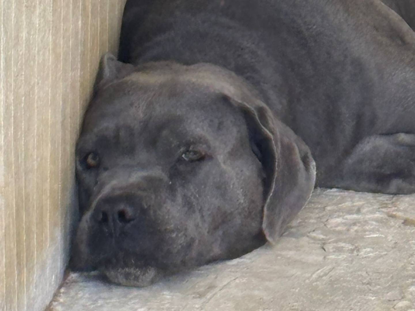 Adotta un cane, femmina, 5 anni  e 4 mesi , Ragusa
