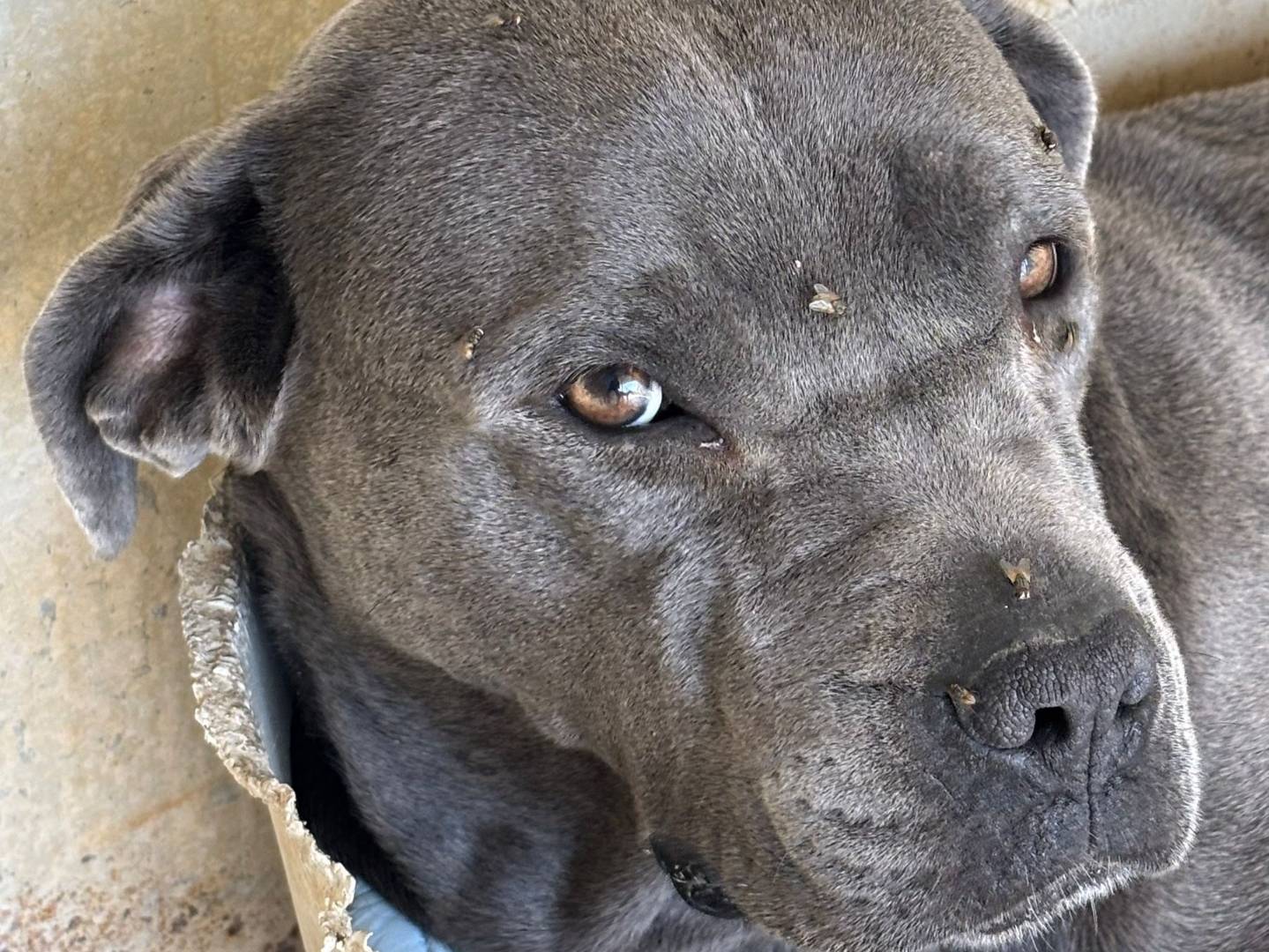 Vuoi adottare un cane a Ragusa?