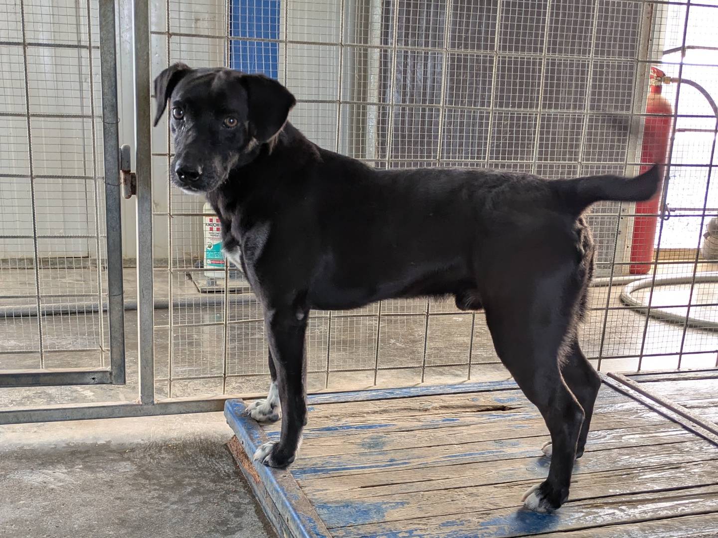 Adotta un cane, maschio, 6 anni  e 10 mesi , Brescia