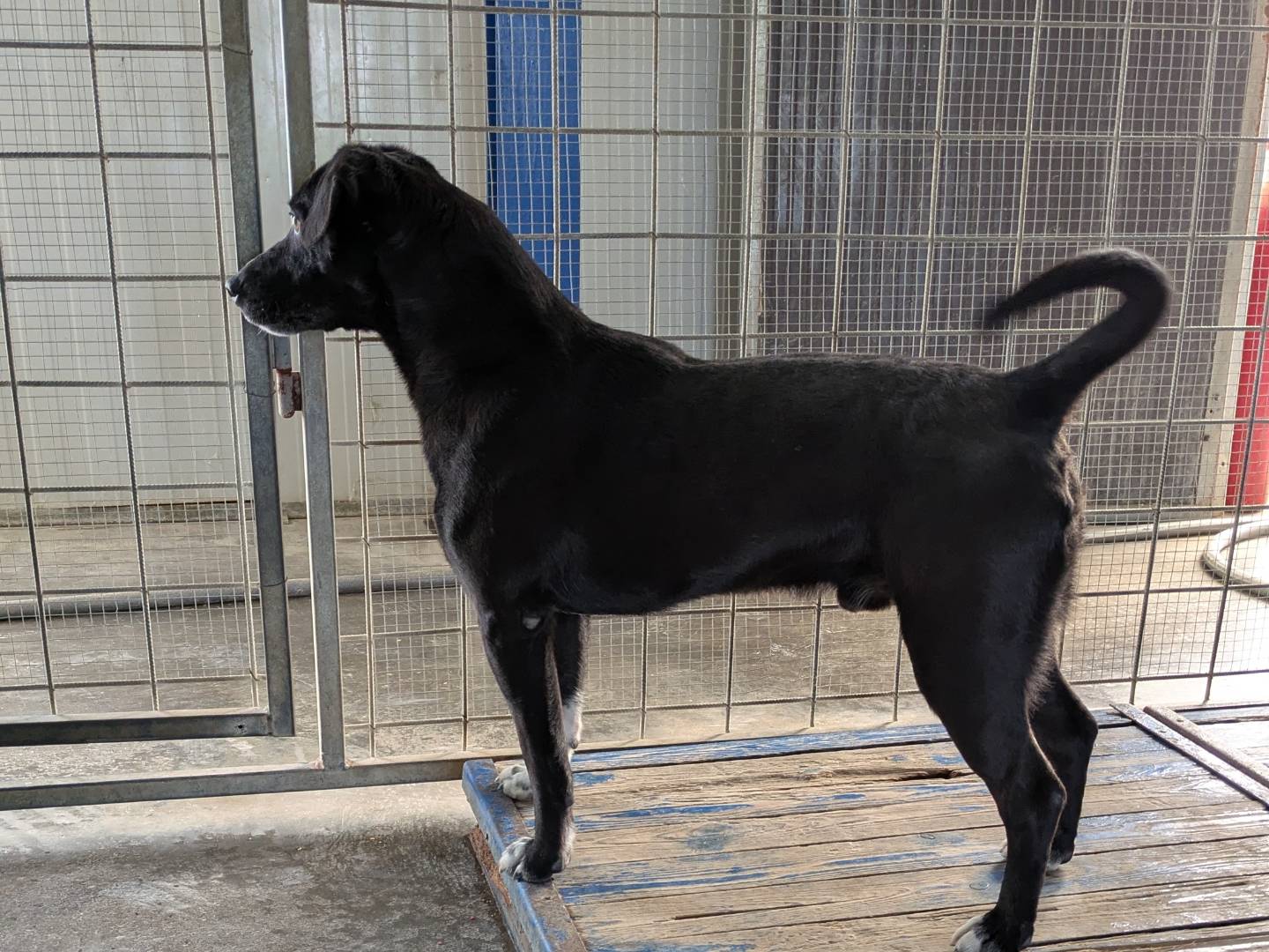 Adotta un cane, taglia media contenuta, maschio, Brescia