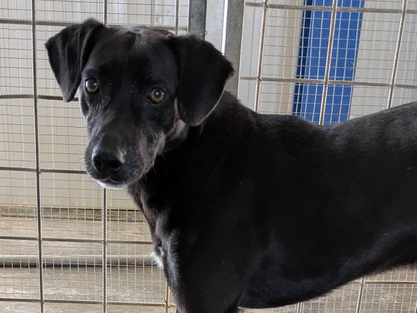 Vuoi adottare un cane a Brescia?