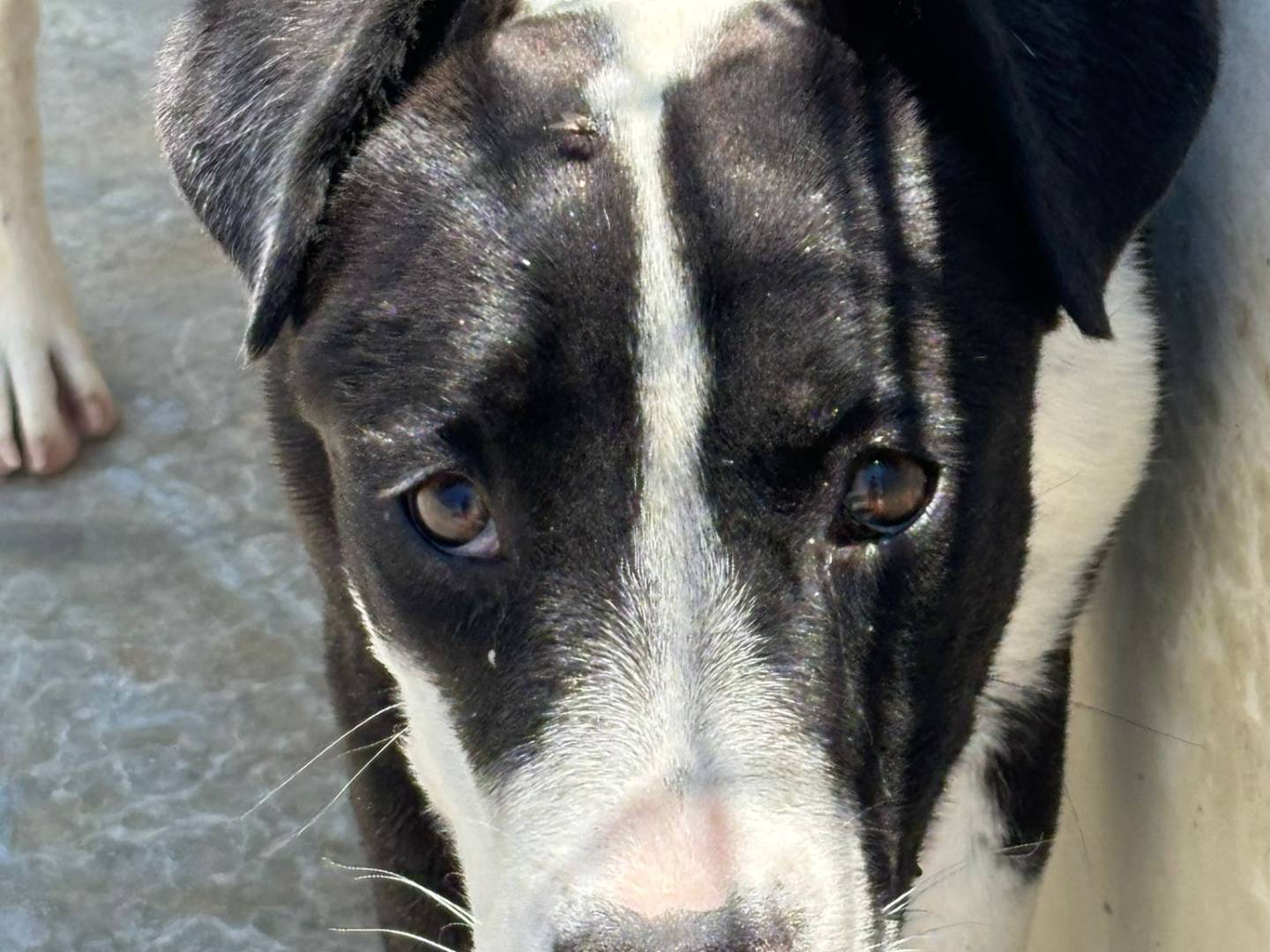 Adotta un cane, femmina, 5 mesi, Ragusa