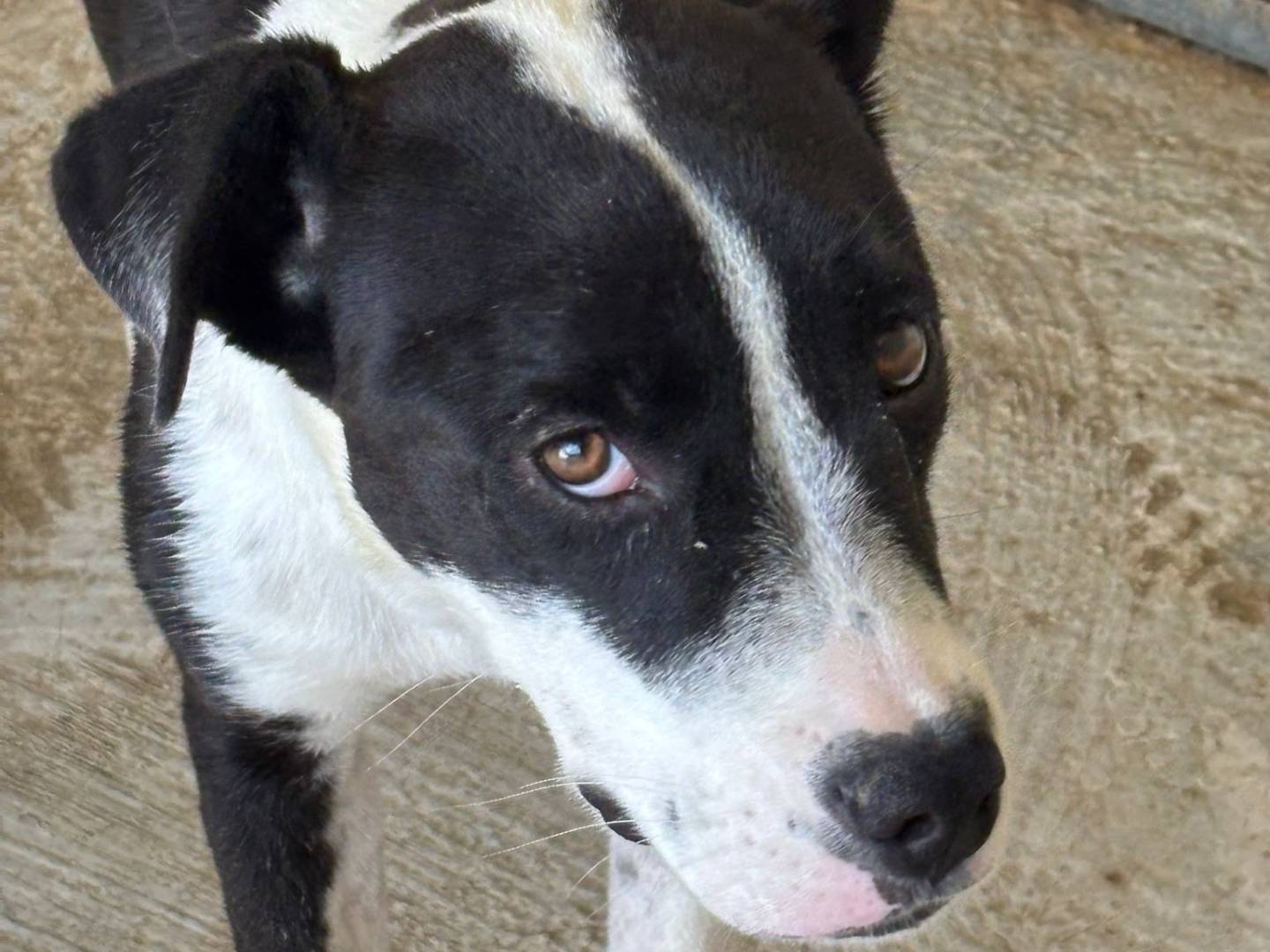 Adotta un cane, taglia media contenuta, femmina, Ragusa