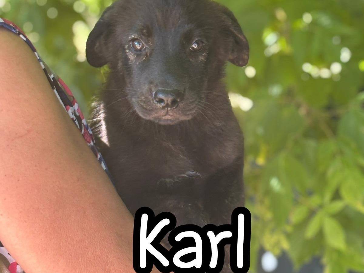Adotta un cane, maschio, 3 mesi, Latina