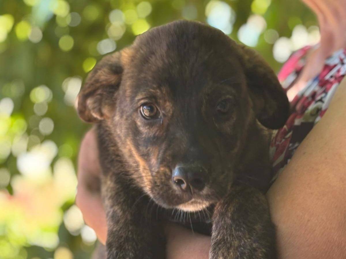 Adotta un cane, taglia media, maschio, Latina