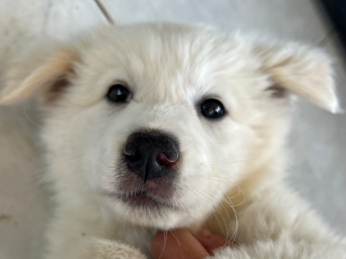 Adotta un cane, taglia piccola, maschio, Milano