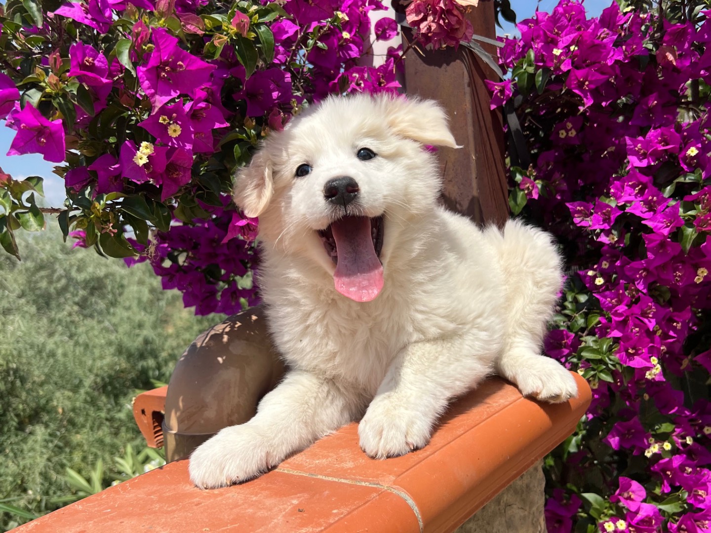 Adotta il cane Alex a Milano