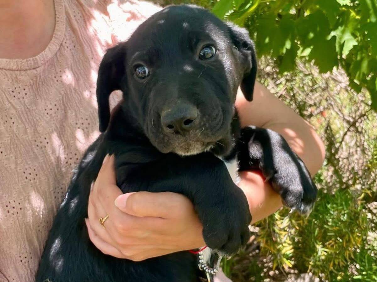Vuoi adottare un cane a Latina?