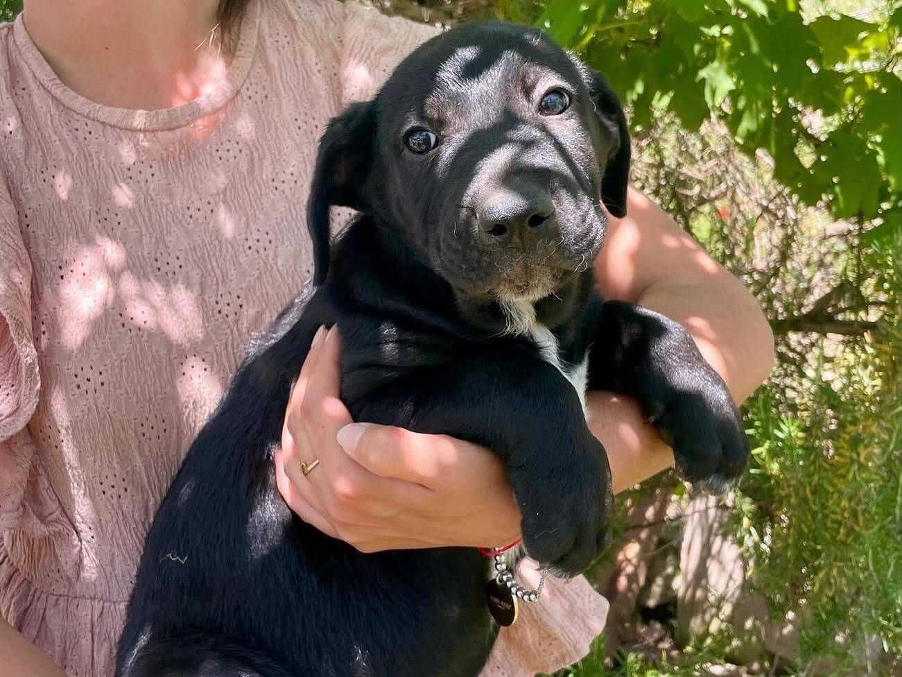 Adotta il cane Mirtillo a Latina