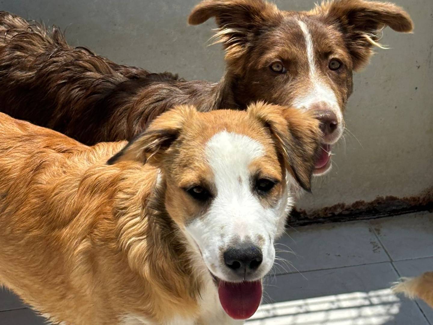 Adotta un cane, femmina, 5 mesi, Ragusa