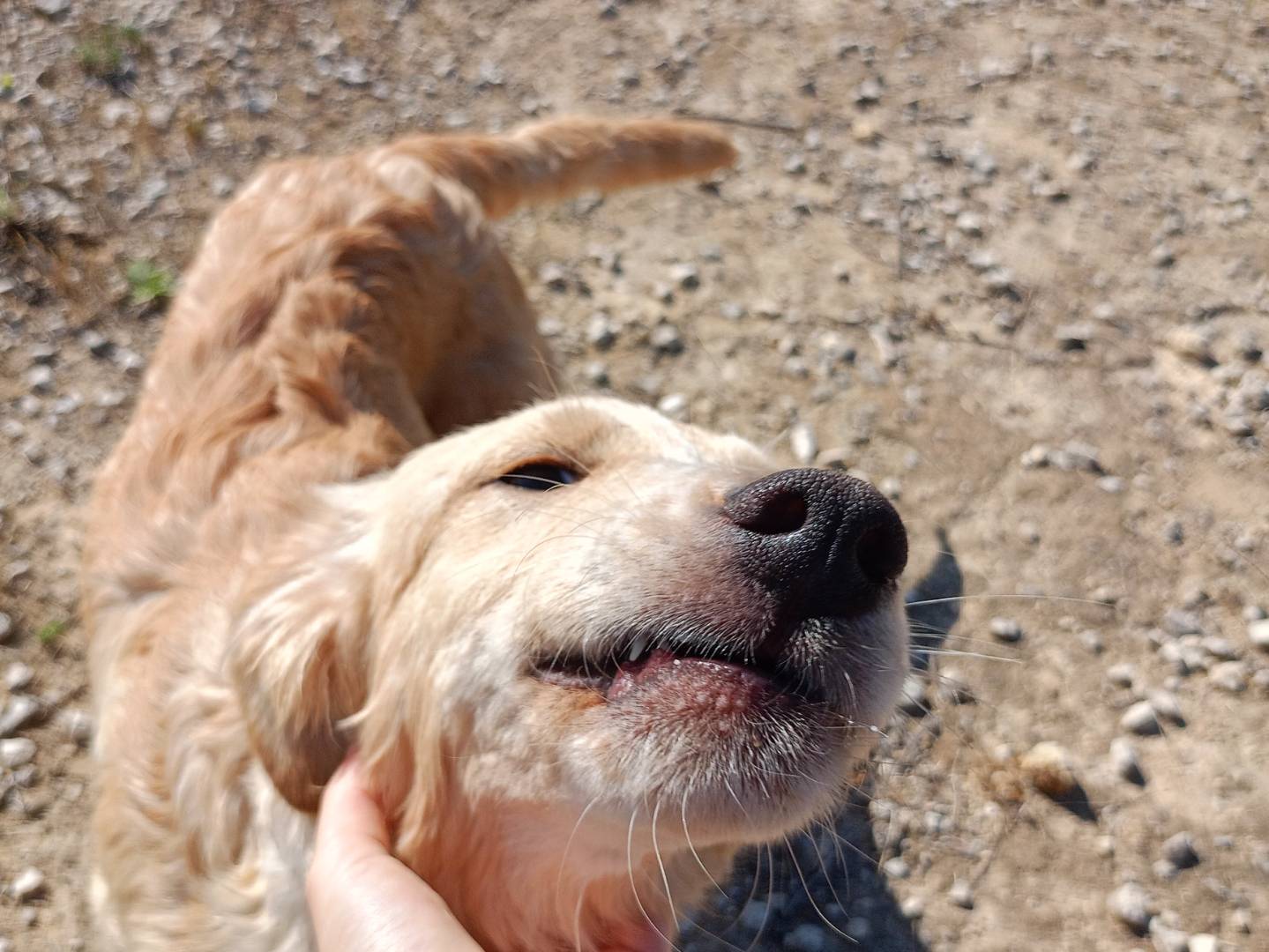 Adotta il cane Mila Mina Marlena e Mike a Ragusa