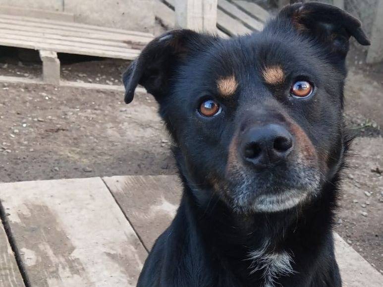 Adozione cane, maschio, Razza sconosciuta Razza sconosciuta, 4 anni e 1 mese, taglia media contenuta, Crotone