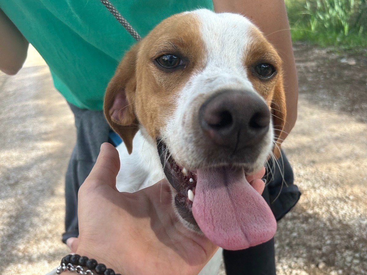 Adotta un cane, maschio, 3 anni  e 5 mesi , Latina