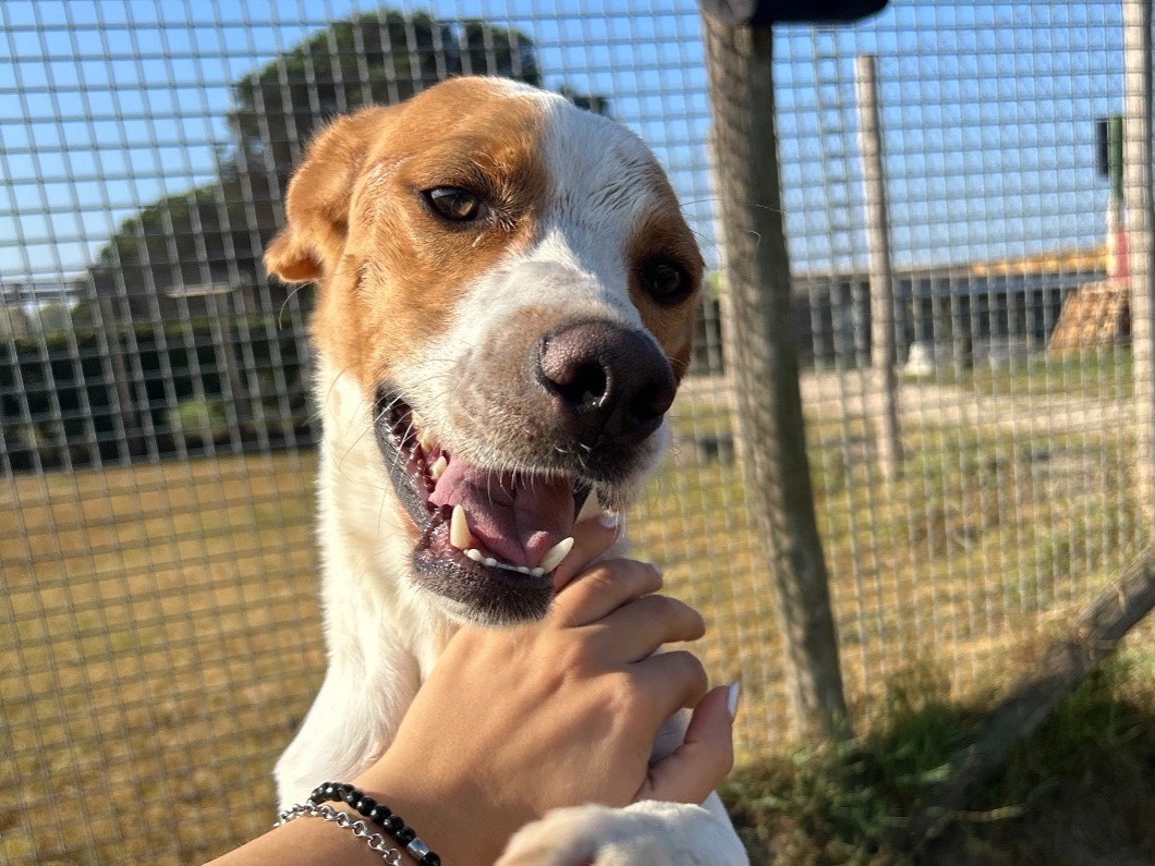 Vuoi adottare un cane a Latina?