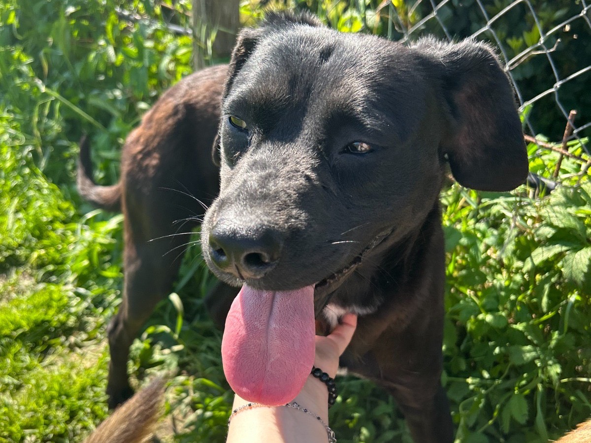 Vuoi adottare un cane a Latina?