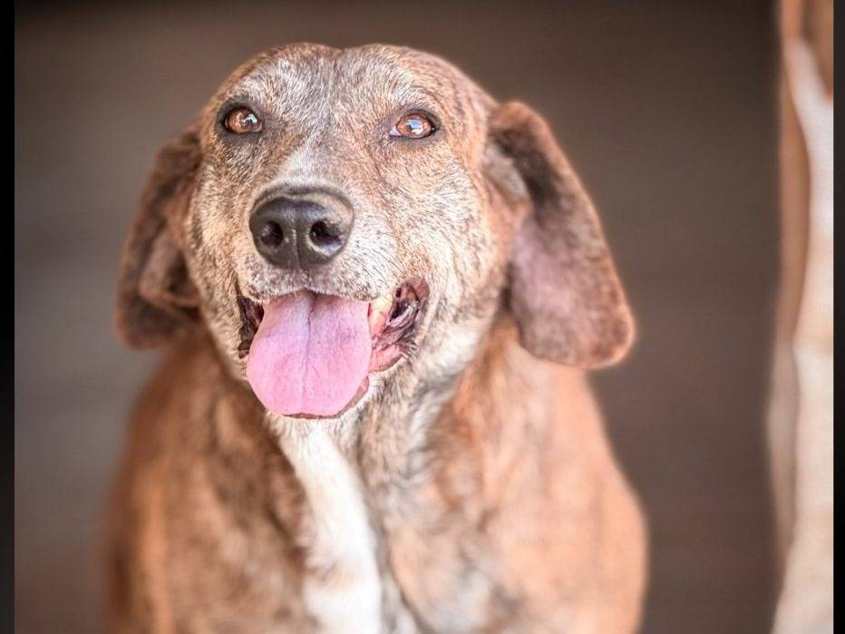 Adozione cane, femmina, Razza sconosciuta Razza sconosciuta, 7 anni e 1 mese, taglia media, Crotone