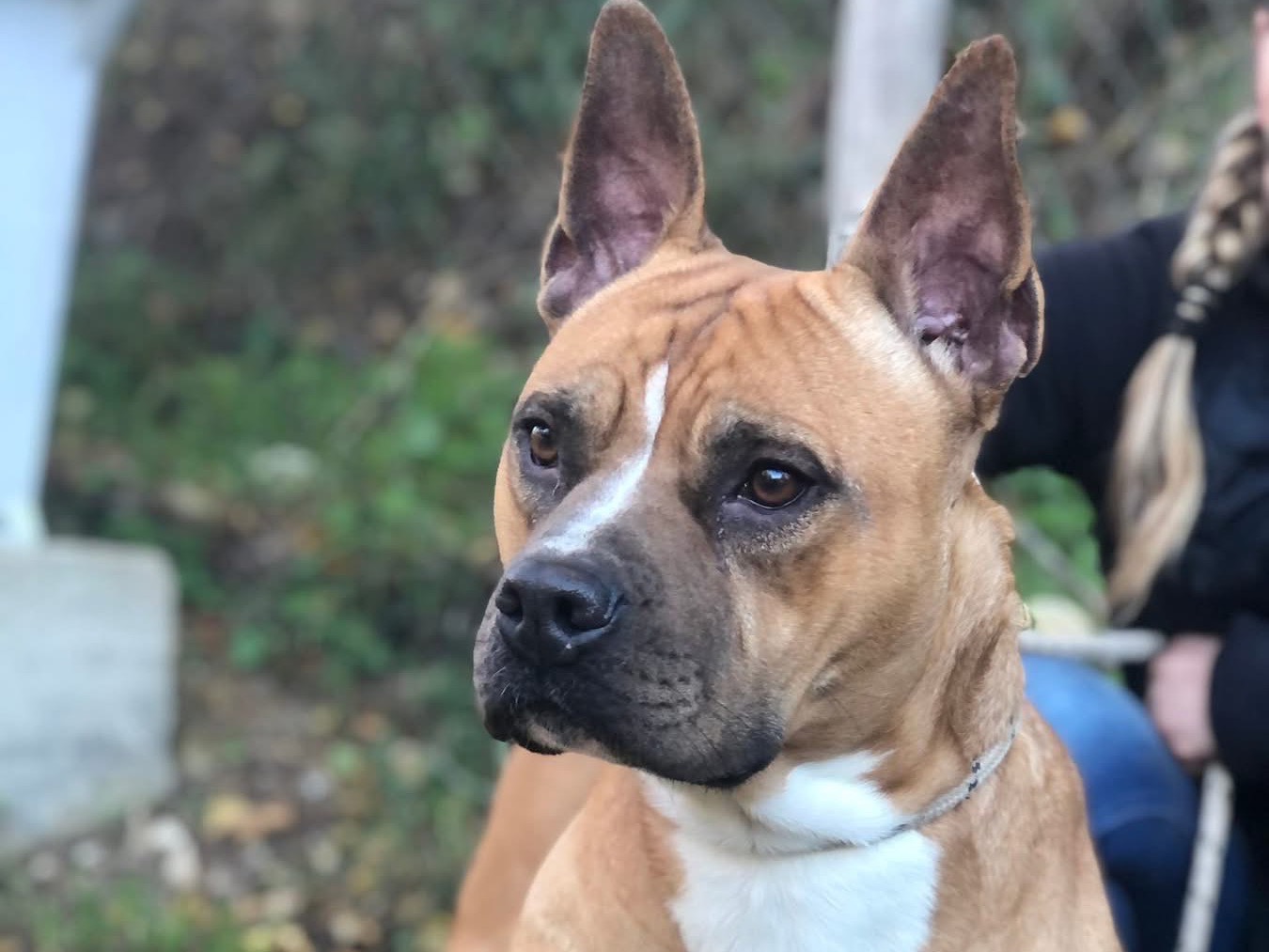 Vuoi adottare un cane a Latina?