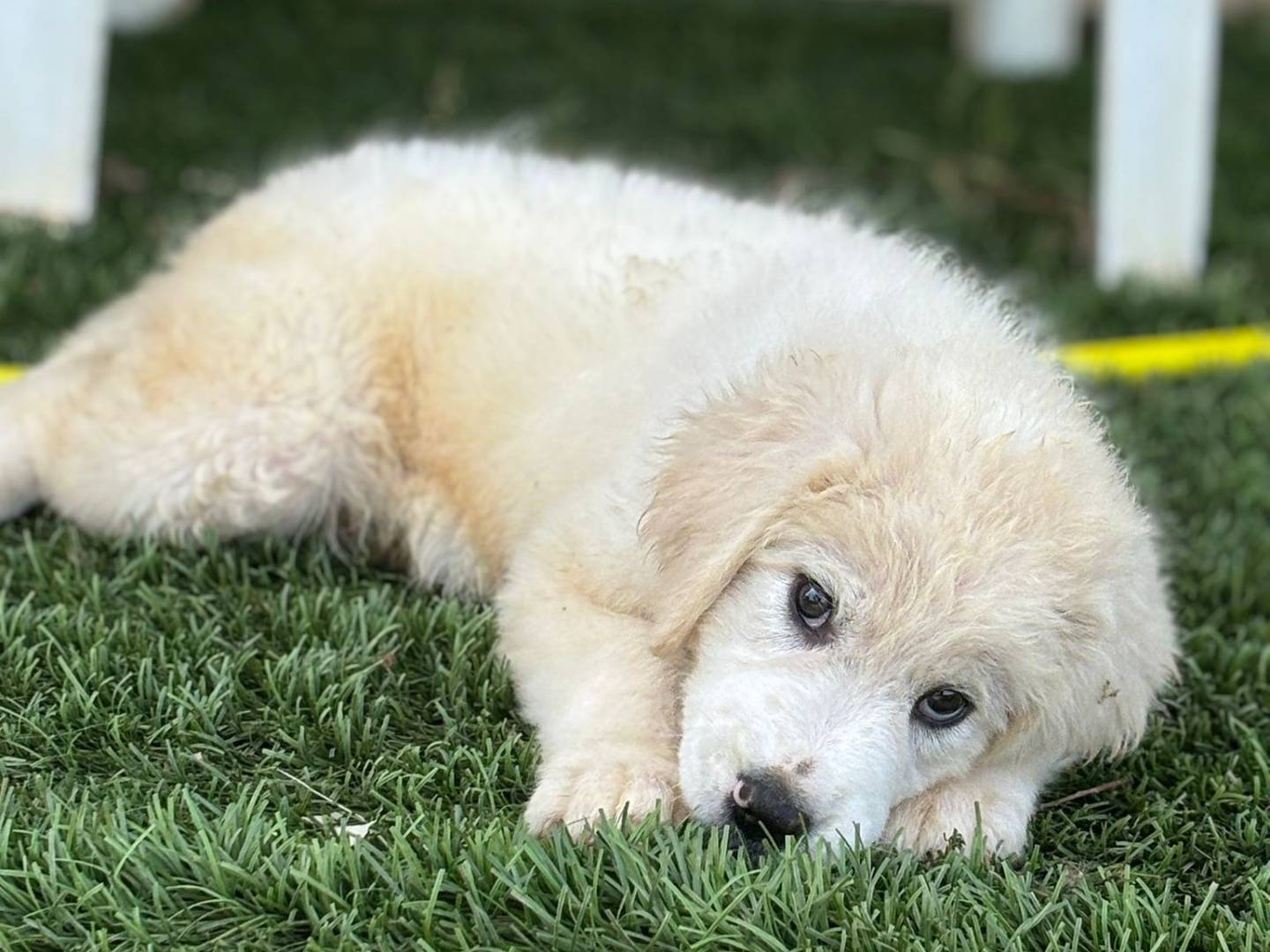 Adotta un cane, maschio, 2 mesi, Pisa