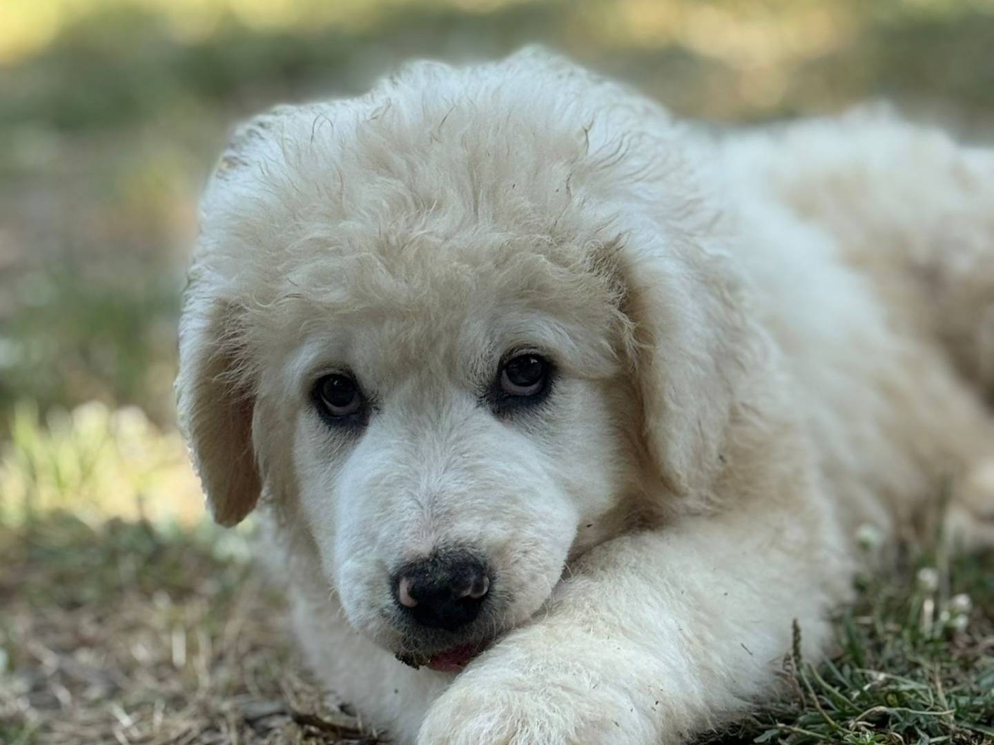 Adotta un cane, taglia piccola, maschio, Pisa