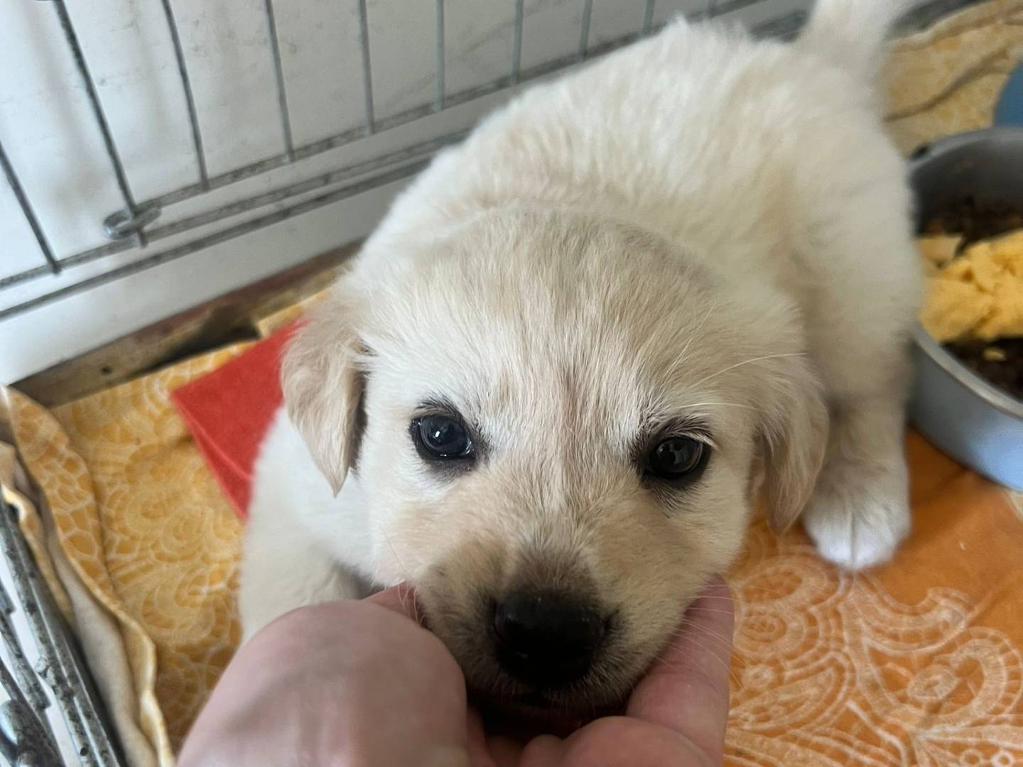 Adotta un cane, maschio, 1 mesi, Bari