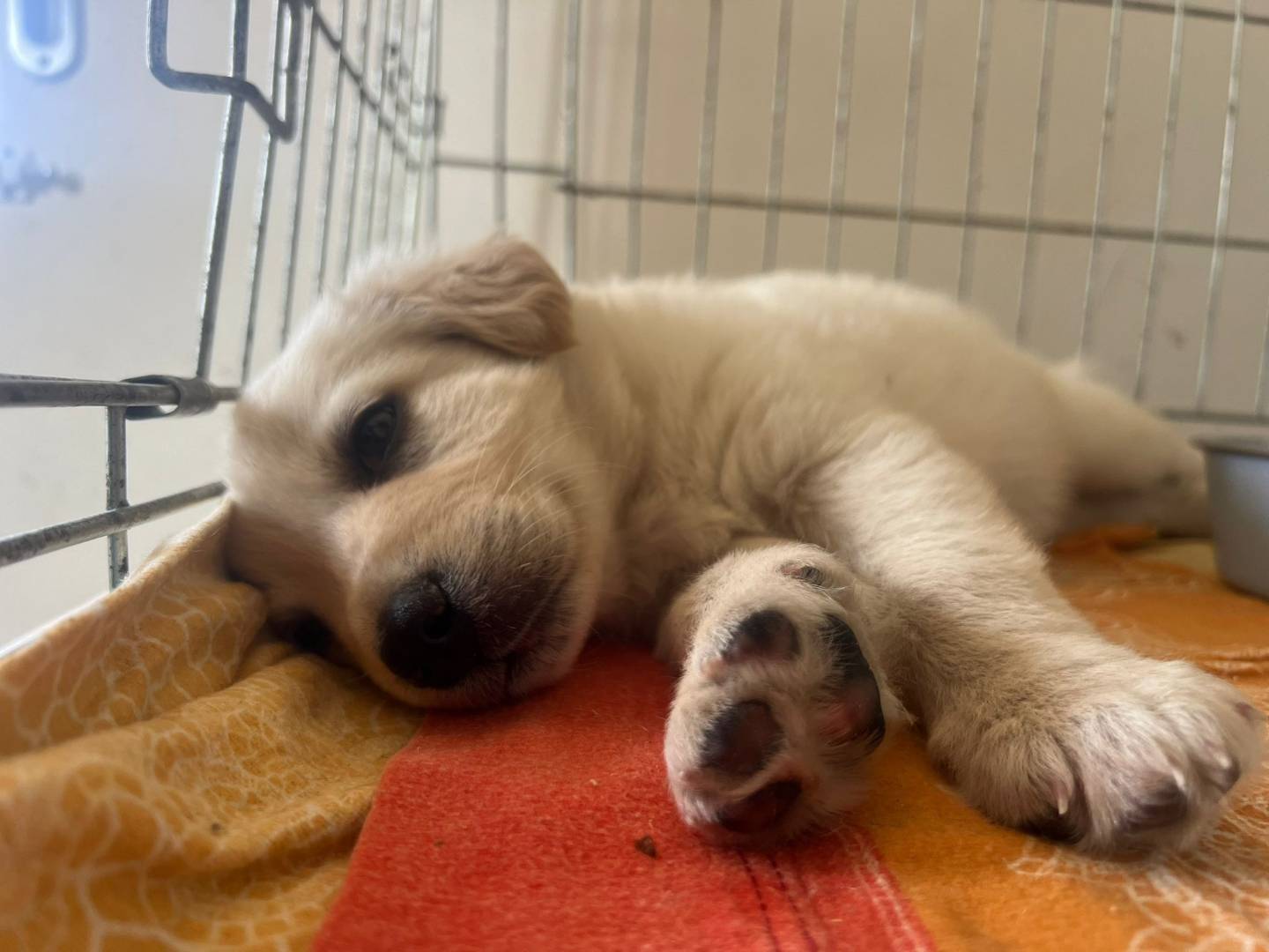 Adotta un cane, taglia media, maschio, Bari