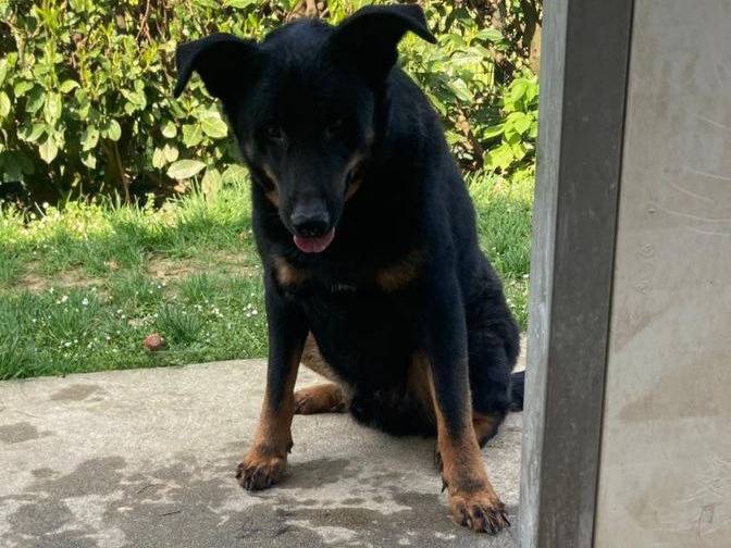 Adotta un cane, taglia media, maschio, Bergamo