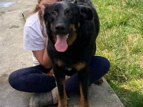 Vuoi adottare un cane a Bergamo?