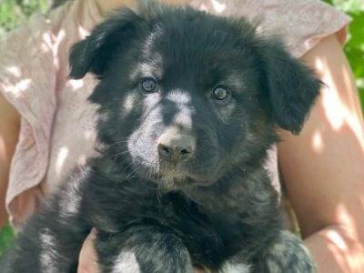 Adozione cane, femmina, Razza sconosciuta Razza sconosciuta, 1 anno e 2 mesi, taglia media, Latina