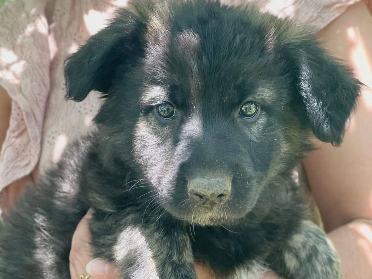 Adotta un cane, femmina, 1 anno e 2 mesi, Latina