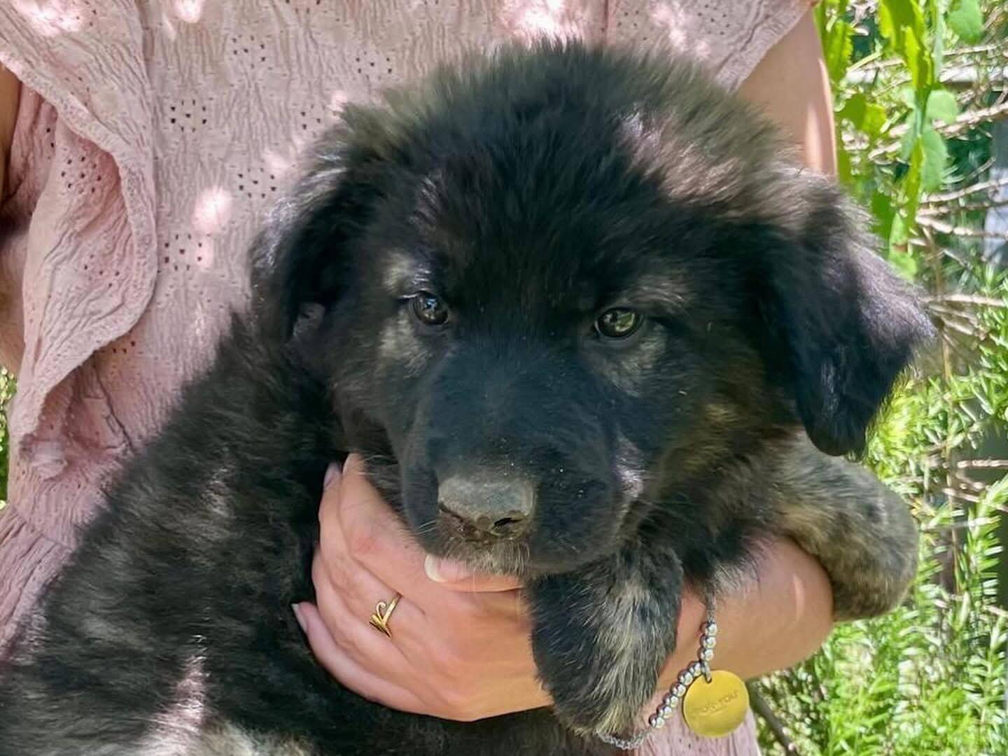 Adotta un cane, taglia media, femmina, Latina