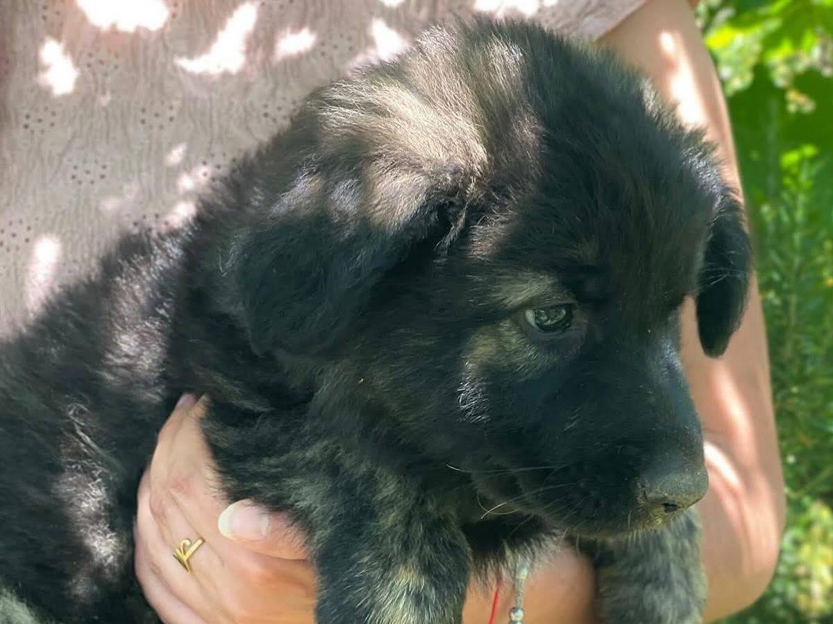 Vuoi adottare un cane a Latina?