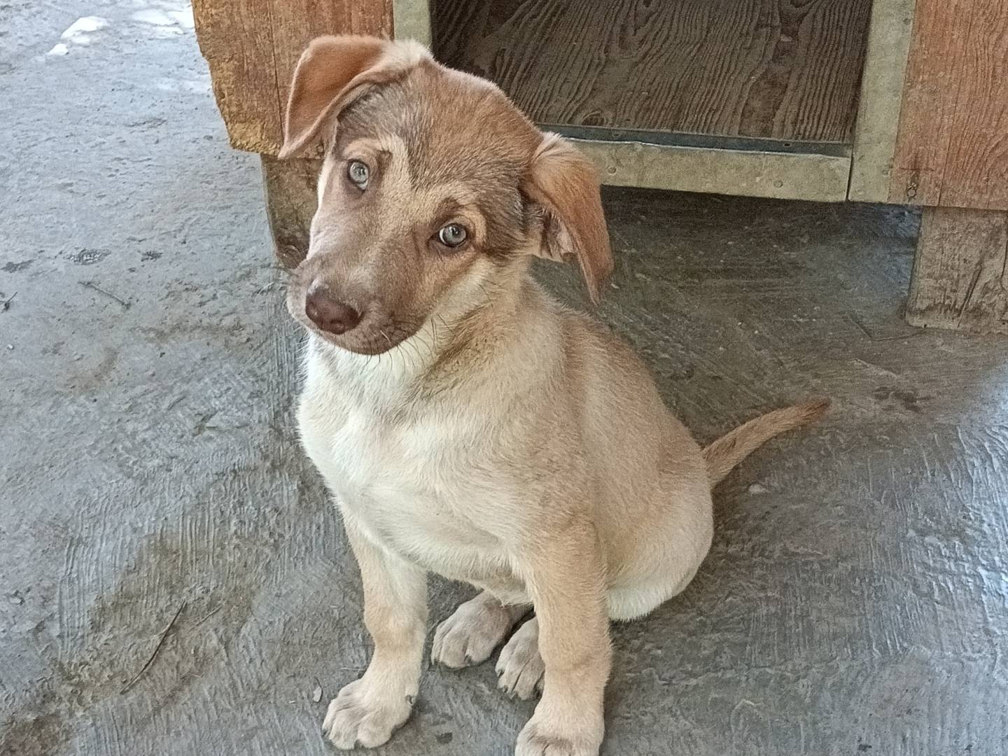 Adotta un cane, femmina, 4 mesi, Como