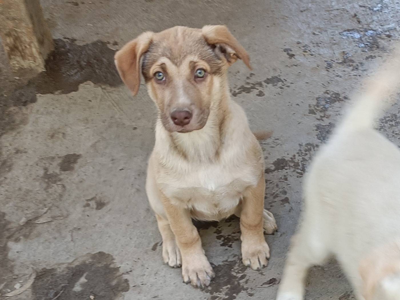Adotta un cane, taglia media, femmina, Como