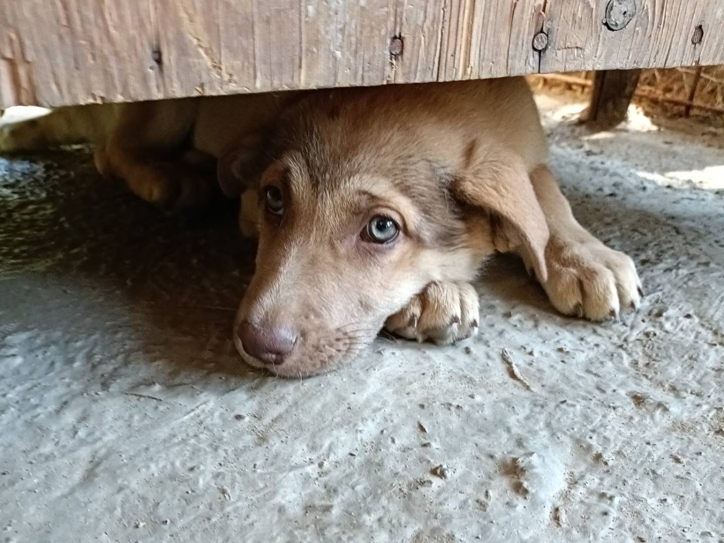 Vuoi adottare un cane a Como?