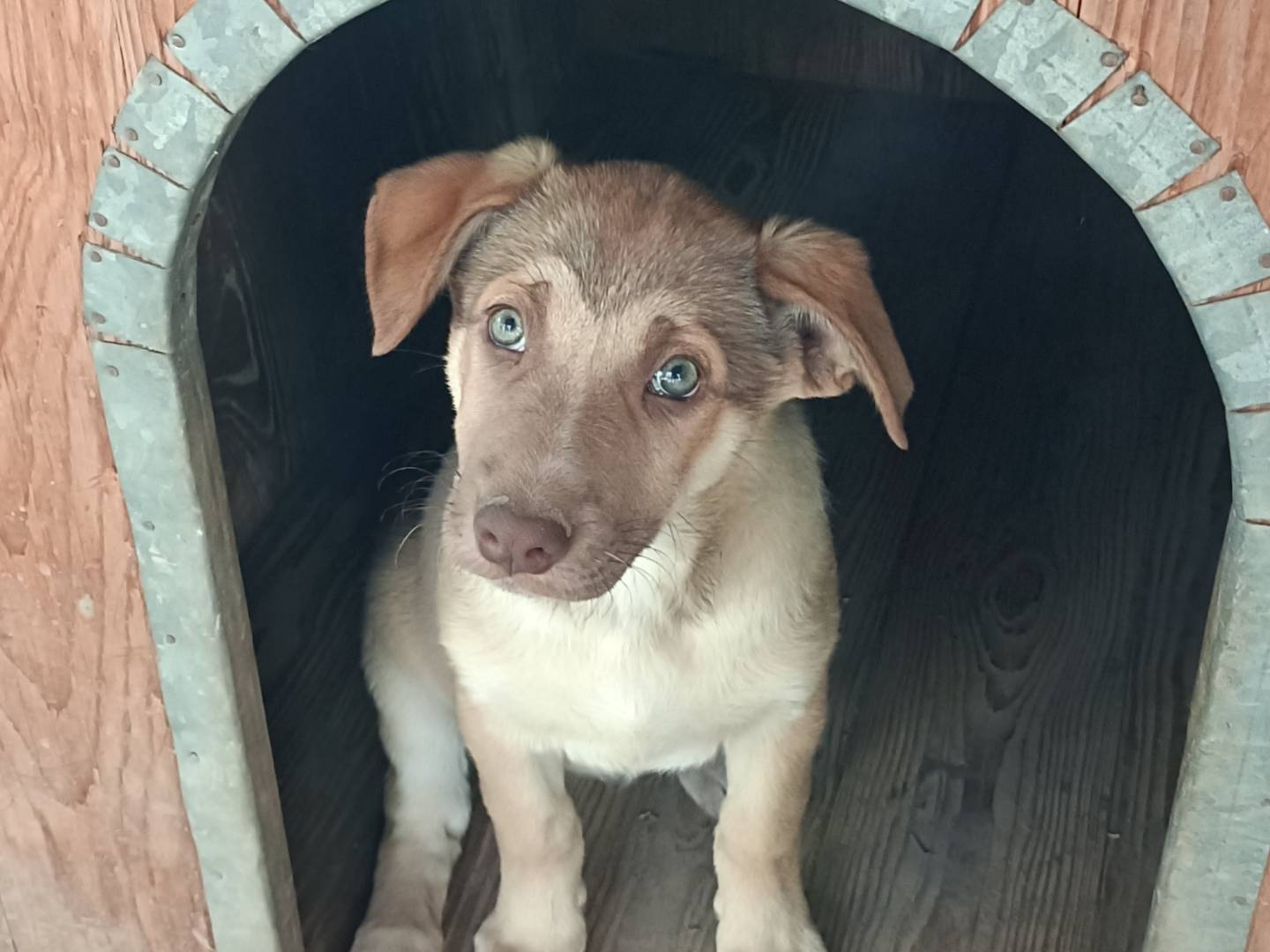 Adotta il cane Stella a Como