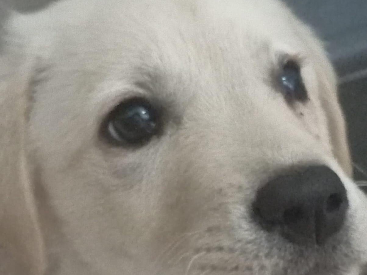 Adotta un cane, femmina, 4 mesi, Siracusa