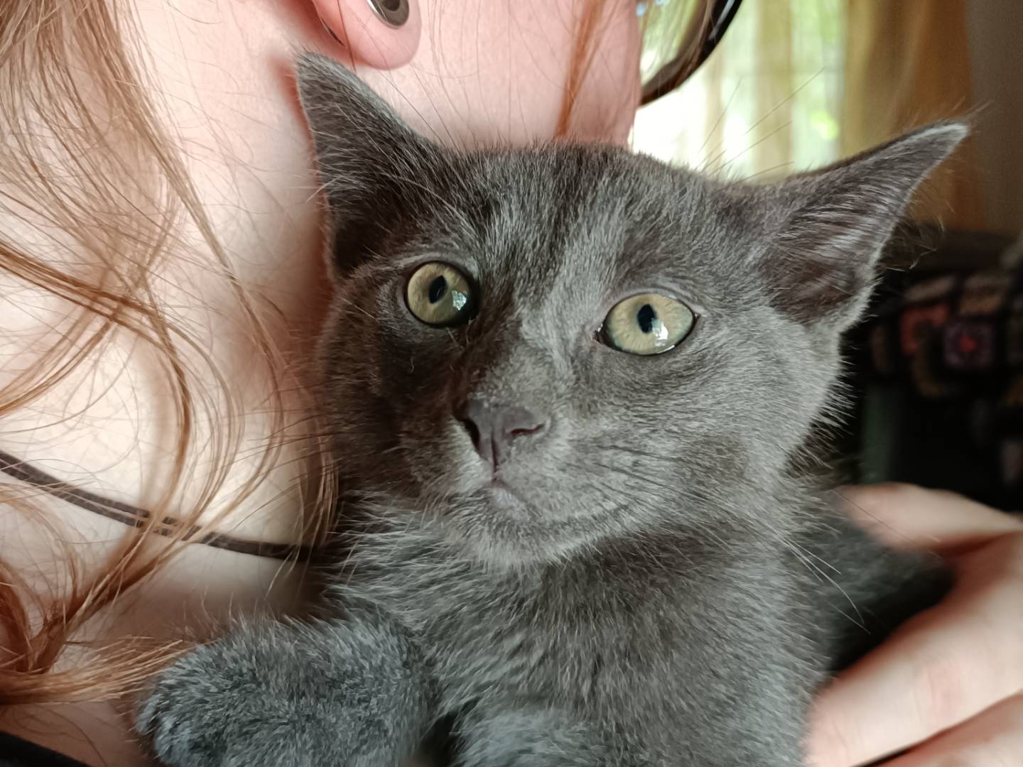 Adotta un gatto, taglia non valida, maschio, Messina